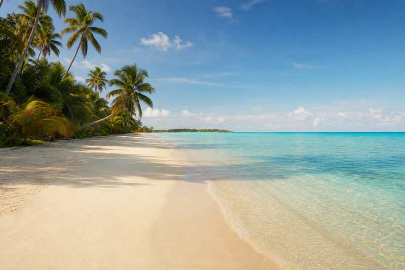 Palm-lined shore at soft daylight